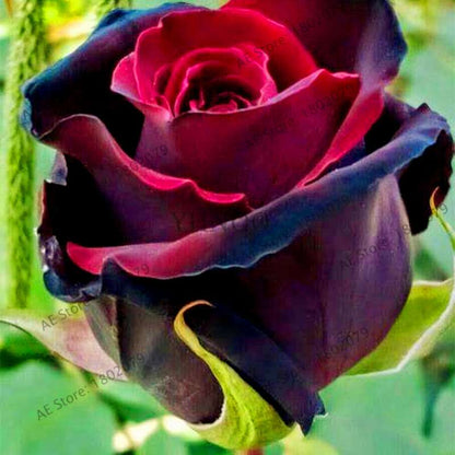 Rare Mixed Color Rose Seeds - Rainbow, Black, Blue - Bonsai Flower Seeds for Home Garden Planting