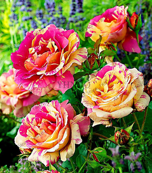 Rare Candy Stripe Rose Seeds - Red & Yellow Bonsai Flower Seeds for Home Garden | Mixed Color