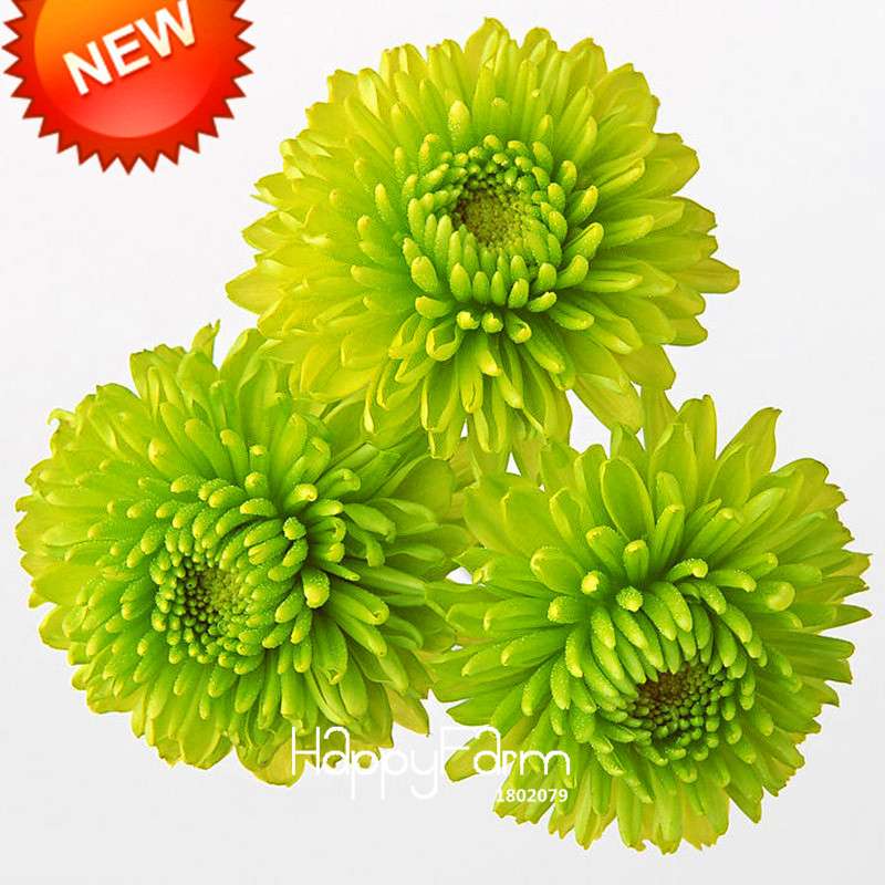 Rare Green Chrysanthemum Seeds - for Balcony Potted Plants | Exotic Flower Seeds