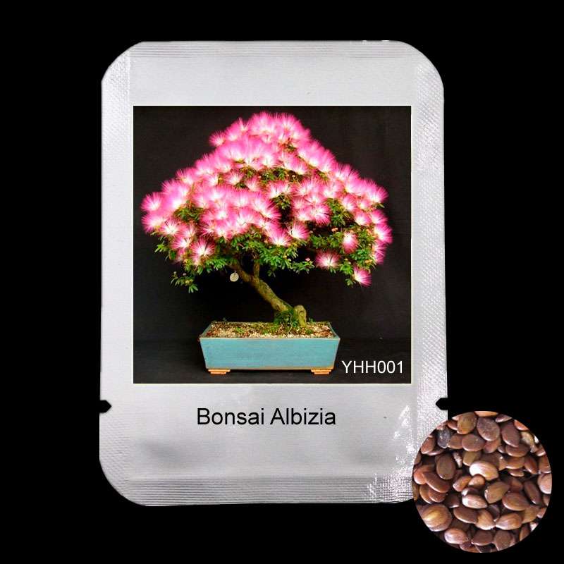 Albizia Julibrissin Seeds - Mimosa Silk Tree for Bonsai & Potted Ornamental Plants | Professional Pack