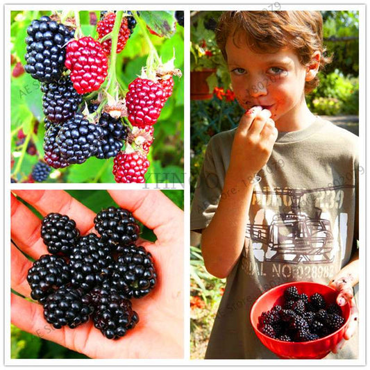 Organic Blackberry & Raspberry Seeds - Sweet, Stratified for Home Garden, Bonsai, Creepers | Non-GMO Fruit Seeds