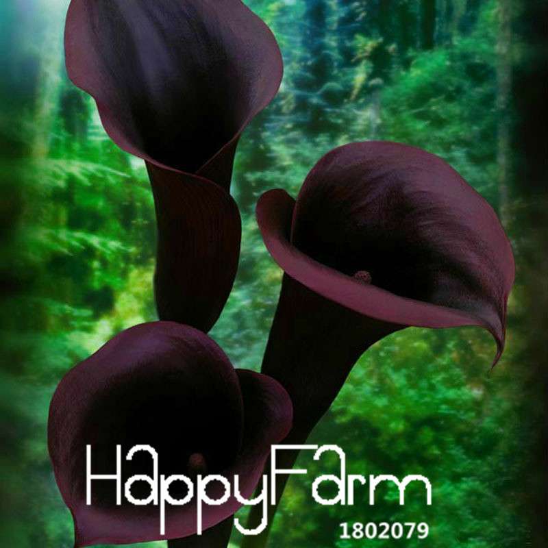 Black Calla Lily Seeds - Red Edge, Potted Bonsai, Patio & Balcony Planting, Fresh Flower Seeds for Home Garden