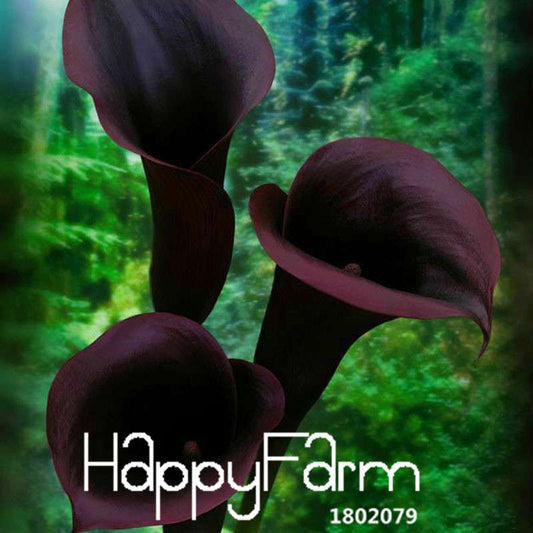 Black Calla Lily Seeds - Red Edge, Potted Bonsai, Patio & Balcony Planting, Fresh Flower Seeds for Home Garden