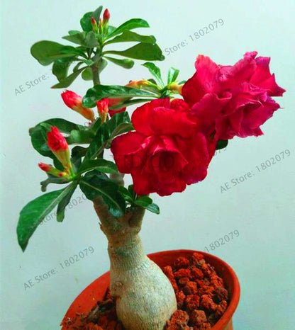 Exotic Mixed Colors Desert Rose Seeds - Fire Red Heart Bonsai, for Home Garden