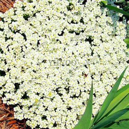 Rare Rock Cress & Creeping Thyme Seeds - Perennial Ground Cover Flowers for Home Garden | Fast-Growing Climbing Plants