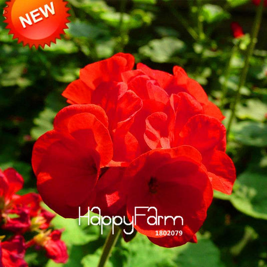 Red Geranium Seeds - Perennial Pelargonium Peltatum for Indoor Planting | Fast-Growing Flower Seeds