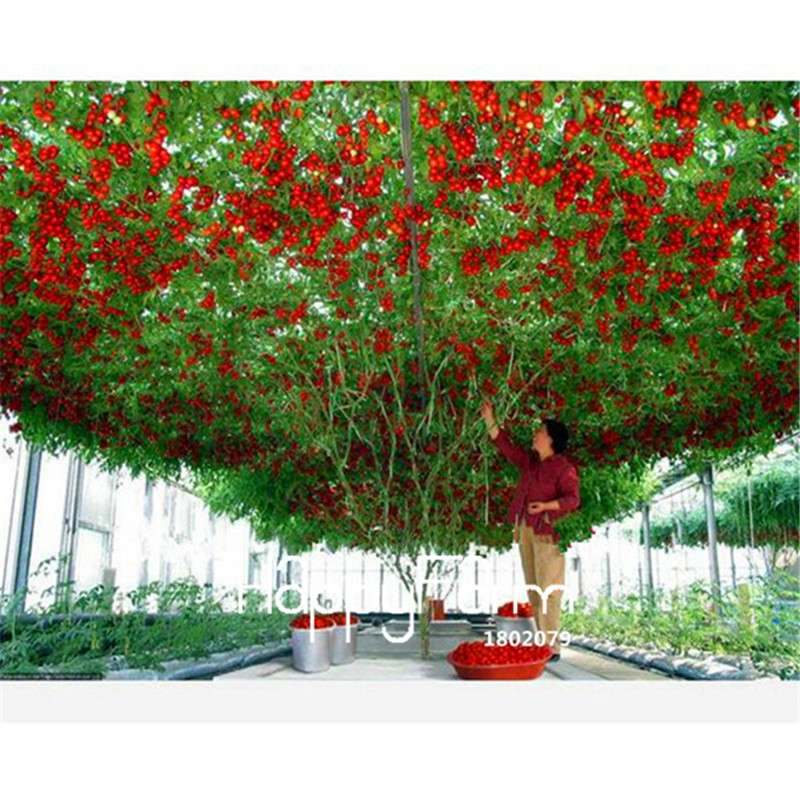 Rainbow Tomato Seeds - Organic Bonsai Veggie & Fruit Seeds for Home Garden, Non-GMO, Easy Grow