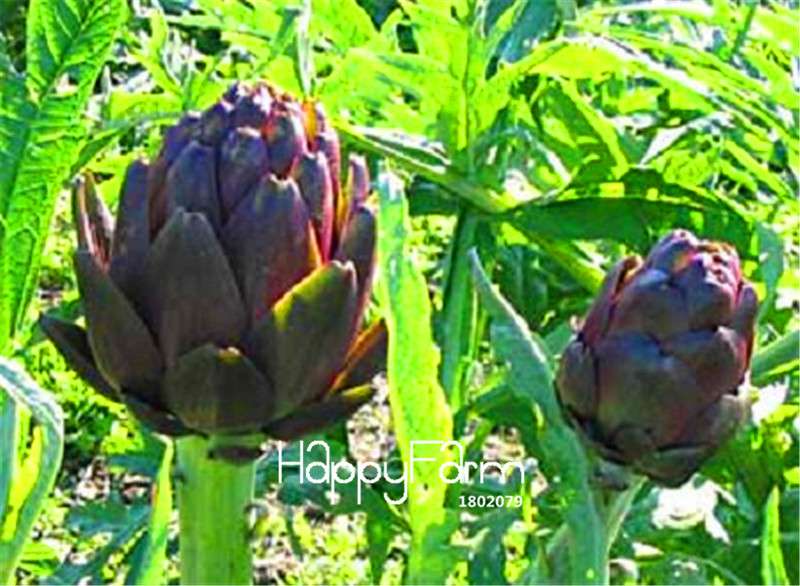 Artichoke Seeds - Easy to Grow, Fast Blooming Flower Seeds for Home & Garden Planting