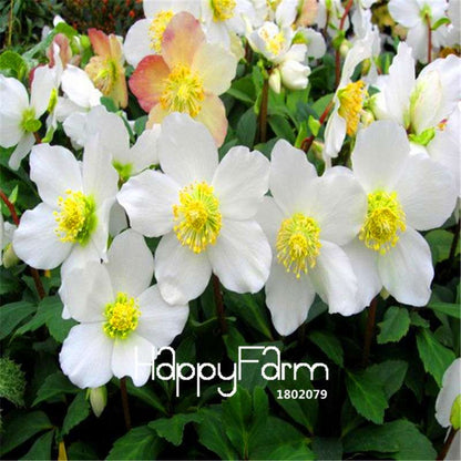 Christmas Rose Seeds - Easy Grow Bonsai, Indoor & Outdoor Garden Planting, Perfect Holiday Gift