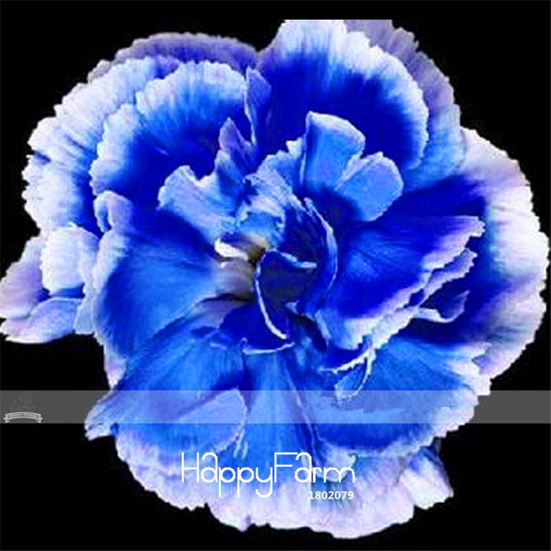 Carnation Seeds - 23 Rare Colors Including Black, Blue & Purple | Dianthus Caryophyllus Pack