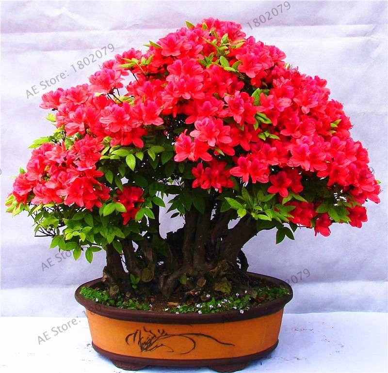 Rare Azalea Bonsai Seeds - DIY Home Garden Plants, Sakura-Like Blooms - Grow Japanese Cherry Flowers