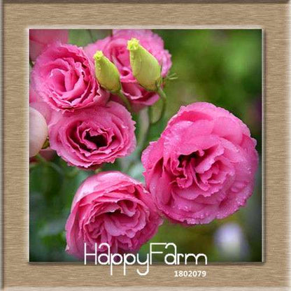 7 Color Lisianthus Seeds - Perennial Flowering Plants for Pots, Gardens | Eustoma Seeds