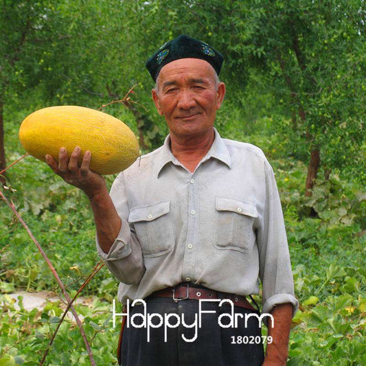Sweet Hami Melon Seeds - Jumbo Cantaloupe, Non-GMO, Heirloom Fruit Seeds