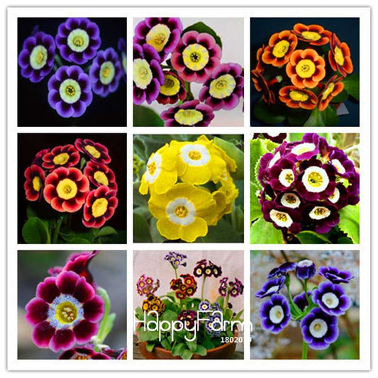 Rare Primrose Seeds - Fresh, Easy to Grow, Beautiful Blooming Flowers for Garden