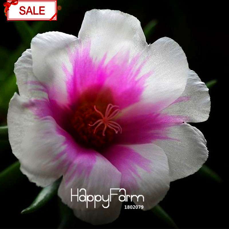 Purple & White Portulaca Grandiflora Seeds - Vibrant Sunflower-Like Blooms for Garden & Containers