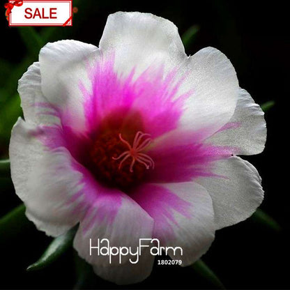 Purple & White Portulaca Grandiflora Seeds - Vibrant Sunflower-Like Blooms for Garden & Containers