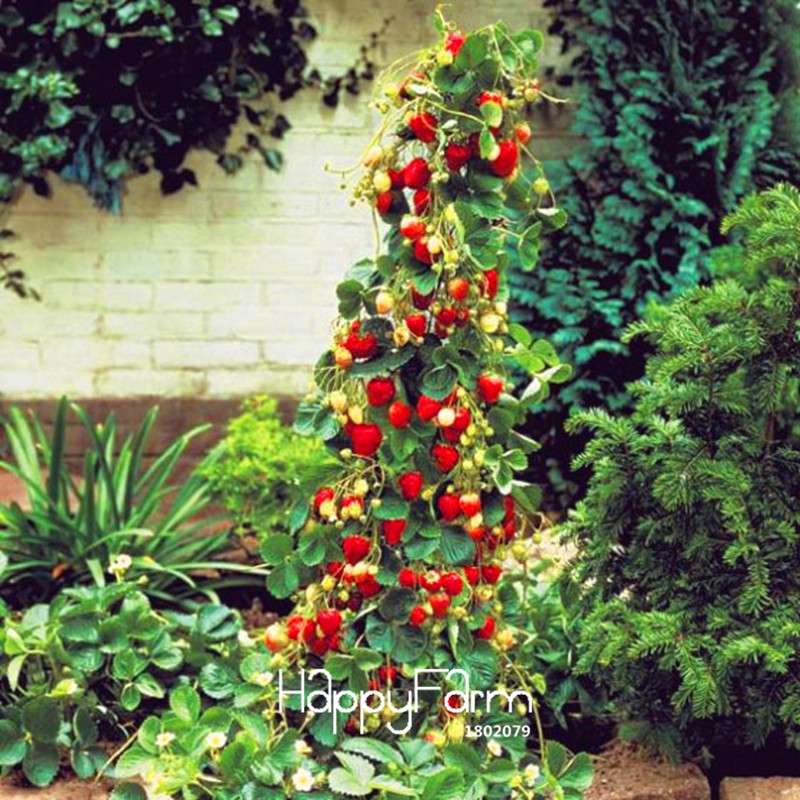 Red Giant Climbing Strawberry Seeds - Rare Bonsai Fruit Seeds for Home Garden DIY