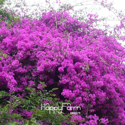 Purple Bougainvillea Spectabilis Seeds - Perennial Flower Seeds for Bonsai & Garden Planting