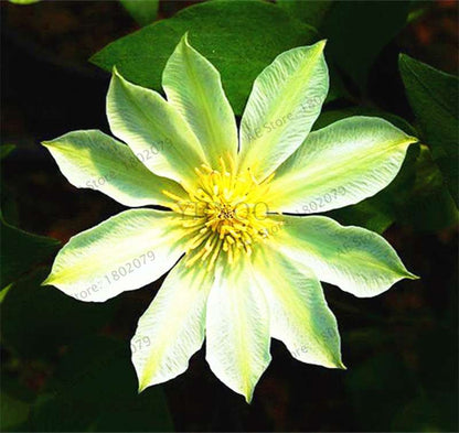 Mixed Clematis Seeds - Easy to Grow Beautiful Bonsai Flowers for Home Garden (Limited Time Offer)