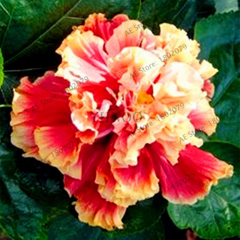 Colorful Bonsai Hibiscus Seeds - Perennial Flower for Home Garden Planting, Hibiscus Mutabilis