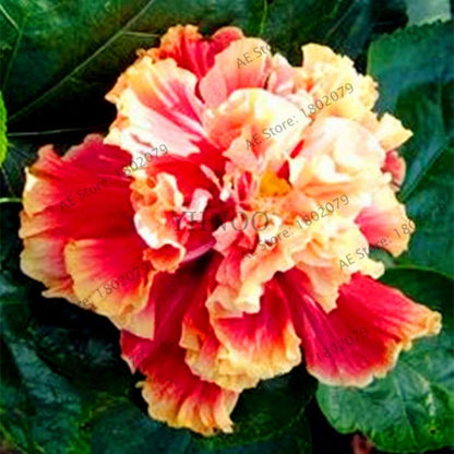 Colorful Bonsai Hibiscus Seeds - Perennial Flower for Home Garden Planting, Hibiscus Mutabilis