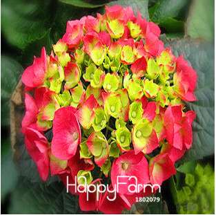 Geranium Seeds for Potted Balcony Planting - Fast Sprouting Pelargonium Flowers