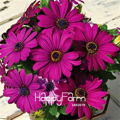 African Blue Eyed Daisy Seeds - Osteospermum Mix for Garden, Bonsai & Outdoor Planting | Fast-Growing Flower Seeds