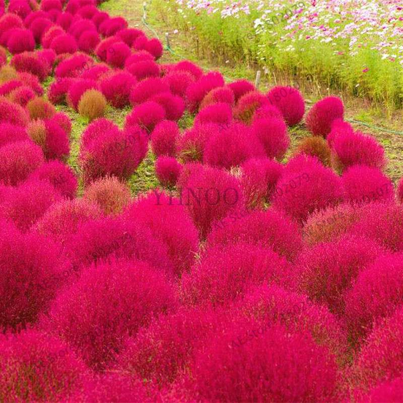 Broom Sedge Seeds for Lawn, Bonsai & DIY Garden - Home & Flowerpot Planting Decor