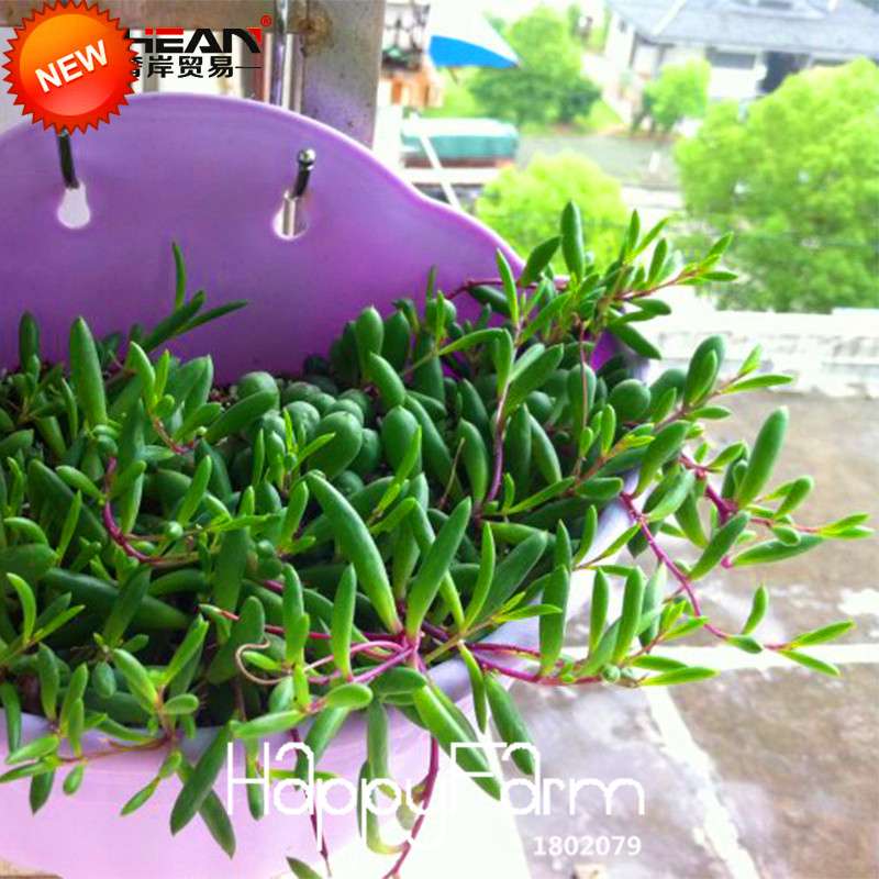 Pearl Chlorophytum Seeds - Air-Purifying Indoor Plants, Easy-Grow Bonsai for Home & Garden
