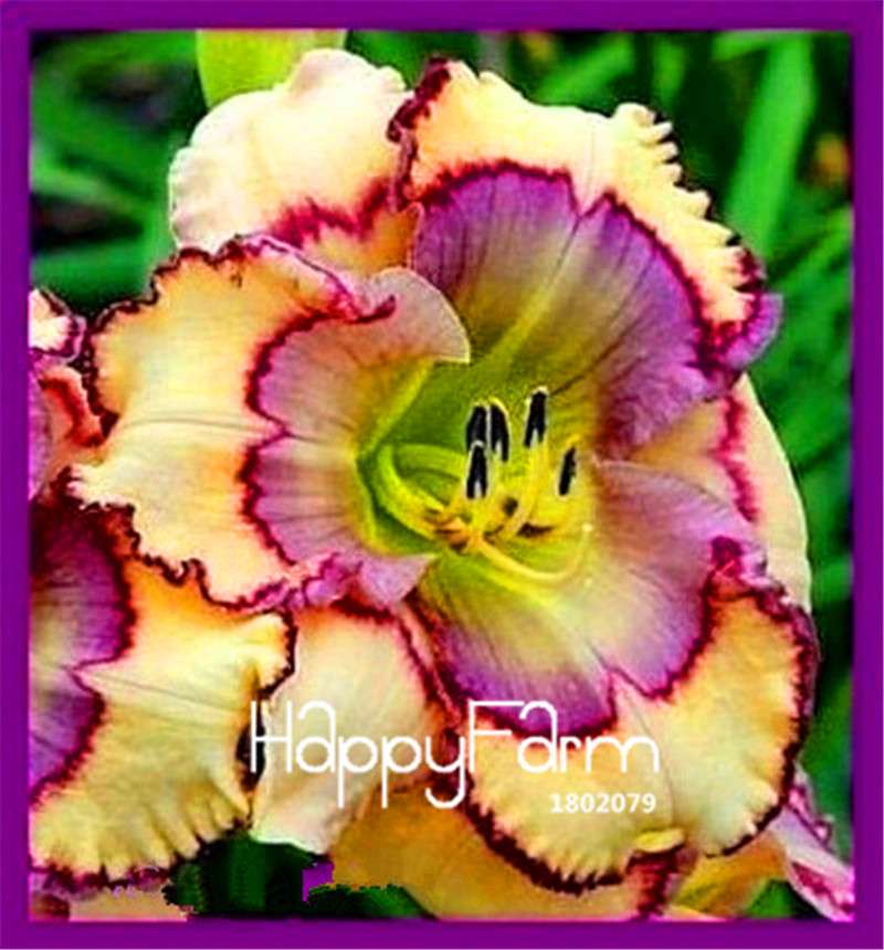 Hybrid Daylily Seeds - Colorful Hemerocallis Lily for Home Garden & Bonsai | Fast-Growing Flower Seeds