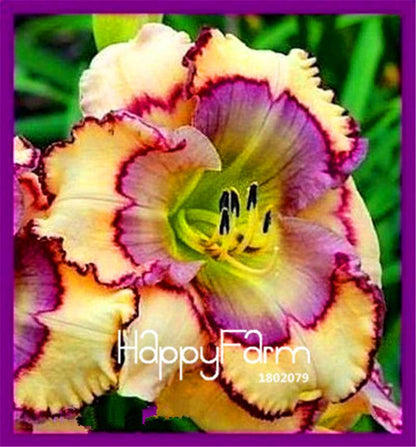 Hybrid Daylily Seeds - Colorful Hemerocallis Lily for Home Garden & Bonsai | Fast-Growing Flower Seeds