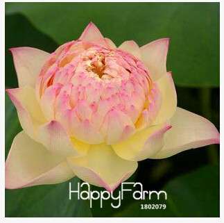 Affordable Water Lily Seeds for Bonsai & Balcony - Easy-Grow Potted Flowers