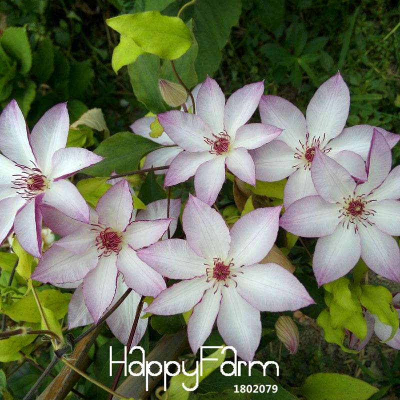 Premium Clematis Florida Seeds - for Bonsai & Home Garden | Easy-Grow DIY Flower Seeds