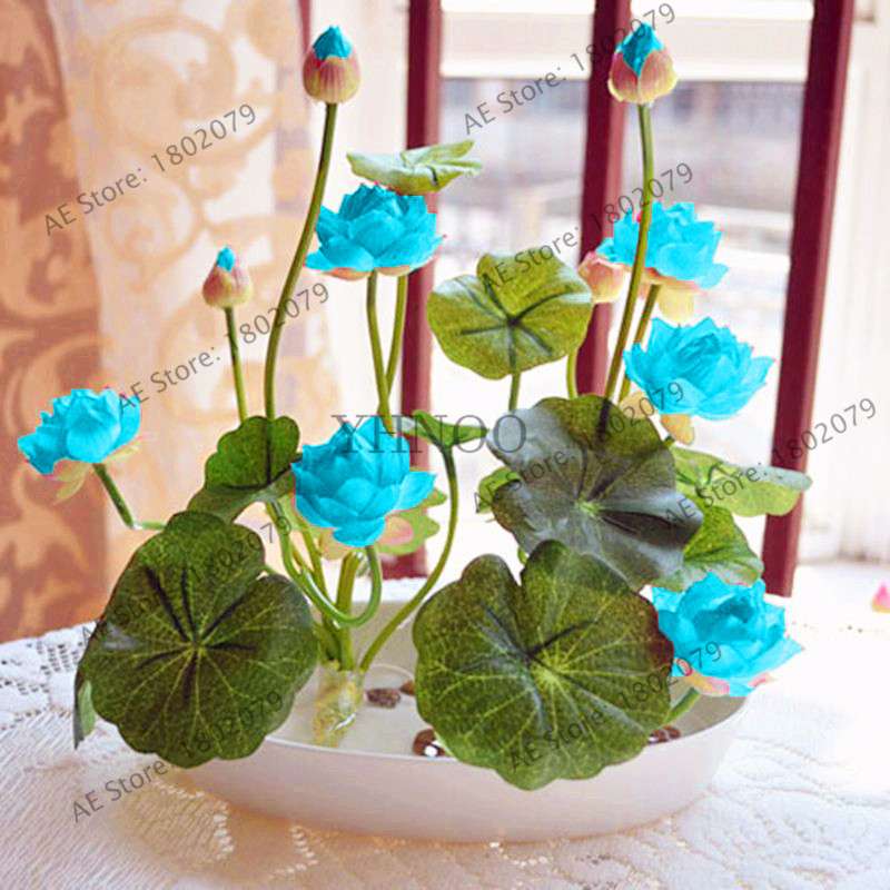 Lotus Seeds for Planting - Beautiful Water Lily Aquatic Plants for Home Garden Ponds