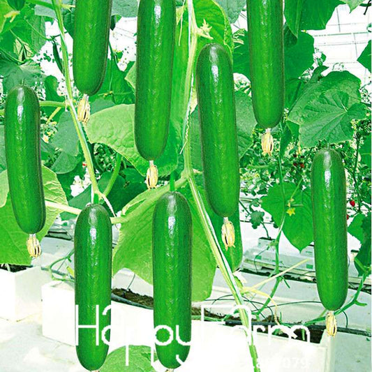 Cucumber Seeds for Planting - Multiple Varieties, Perfect for Balcony, Courtyard & Bonsai | Non-GMO Vegetable & Fruit Seeds