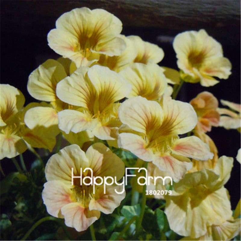 Rare Hanging Nasturtium Seeds - Vibrant Climbing Flowers for Garden & Containers