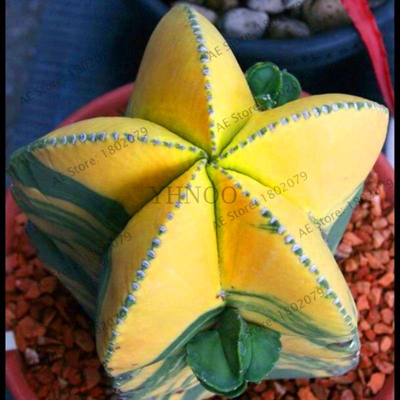 Rare Lithops Seeds - Living Stones Succulent, Organic Cactus Seeds for Indoor Garden, Bonsai & Succulent Lovers