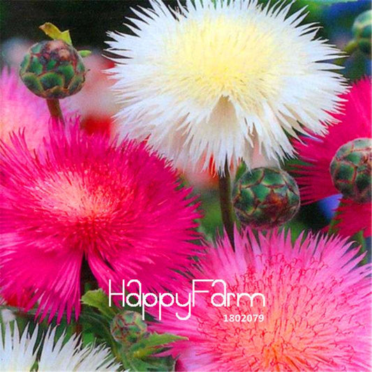 Sweet Sultan Imperialis Flower Seeds - for Bonsai, Home Gardening & Balcony Pots - Easy to Grow