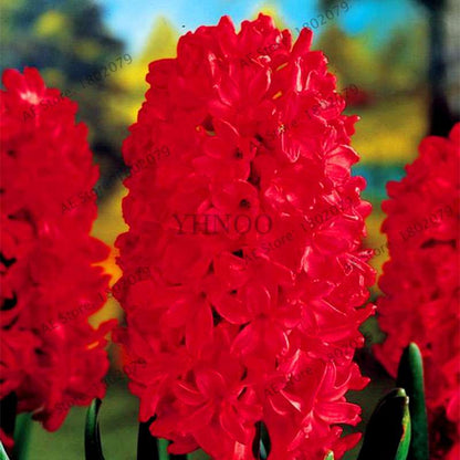 Hyacinth Seeds for Planting - Fragrant Potted Bonsai Flowers, Home Garden Blooming Bulbs