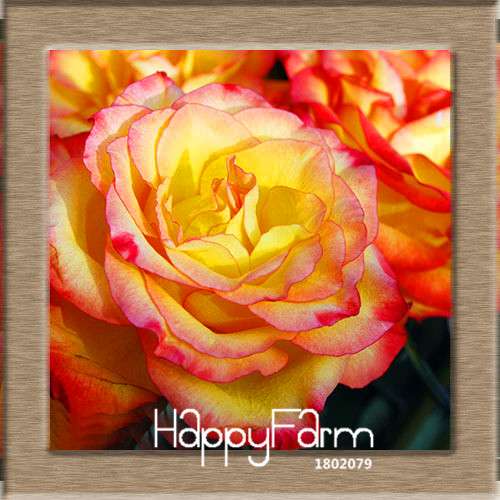Pink & White Rose Seeds - 24 Rare Colors, for Balcony Planting, Potted Flower Garden