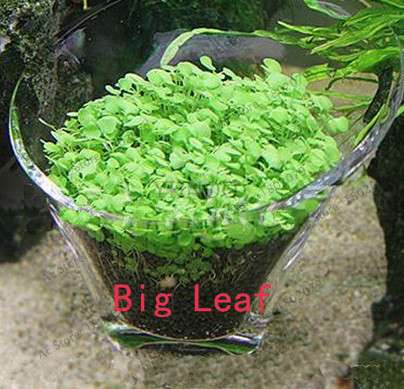 Aquarium Seeds - Glossostigma Hemianthus Callitrichoides for Fish Tank, Live Aquatic Plants, Mini Leaf Water Grass Decor