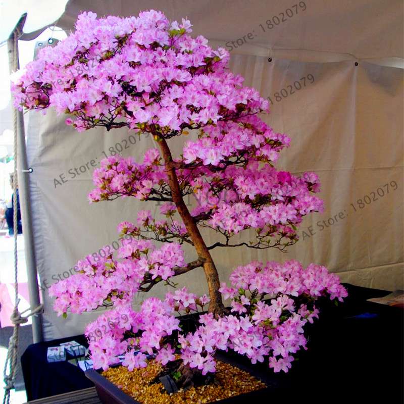 Japanese Sakura Seeds - Grow Beautiful Cherry Blossom Bonsai Trees for Garden & Pots | Fast Blooming