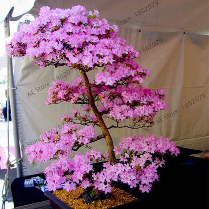 Japanese Sakura Seeds - Grow Beautiful Cherry Blossom Bonsai Trees for Garden & Pots | Fast Blooming