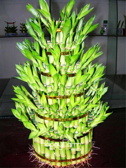 Lucky Bamboo Seeds for DIY Potted Plants - Grow Dracaena Prosperity Tower, Home & Garden Decor