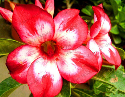 Exotic Mixed Colors Desert Rose Seeds - Fire Red Heart Bonsai, for Home Garden