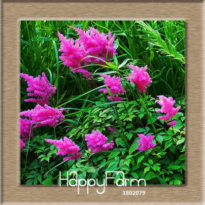 6-Color Chinese Astilbe Flower Seeds - Vibrant Balcony & Potted Garden Blooms, Fast US Shipping