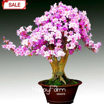 Bonsai Koshiro Azalea Seeds - for Balcony & Potted Flowers | Fast-Growing Sims Azalea