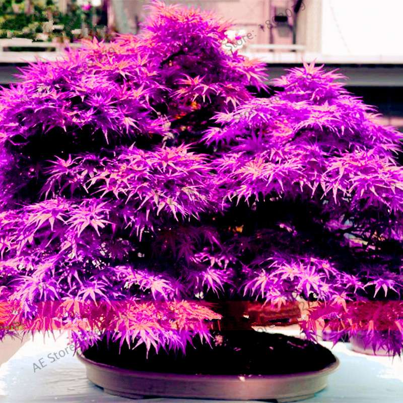 Purple Ghost Japanese Maple Seeds - Acer Palmatum Bonsai, Potted Plant for Home & Garden