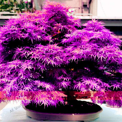 Purple Ghost Japanese Maple Seeds - Acer Palmatum Bonsai, Potted Plant for Home & Garden
