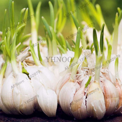 Organic Garlic Seeds - Healthy, Natural & Delicious Home Garden Planting
